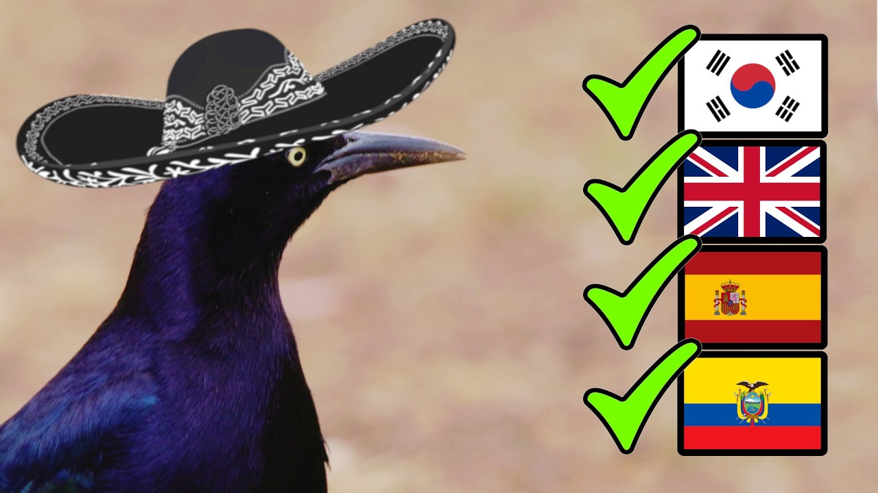 ZANATE MEXICANO DOMINARÁ EL MUNDO