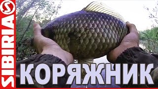 Кто ловится на манку