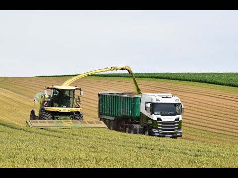 Wholecrop Wheat 🌾 with Lorries Hauling 🚛