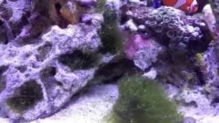 How to setup a 10 Gallon Nano Reef Tank, Morning on the reef