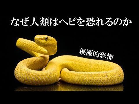 IUCN分類における絶滅の危険性を示す図。