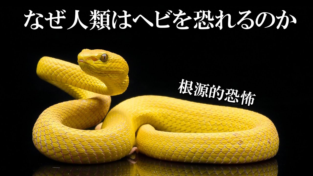 【ゆっくり解説】ヘビと霊長類の進化（ヘビ検出理論）
