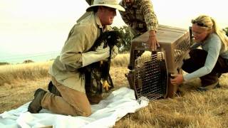Bald Eagles Return to the Channel Islands