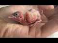 Hand Raised Canary Day 1 To Day 25