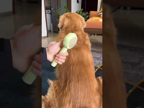 Say goodbye to messy fur and tangles! 🐶✨🚀