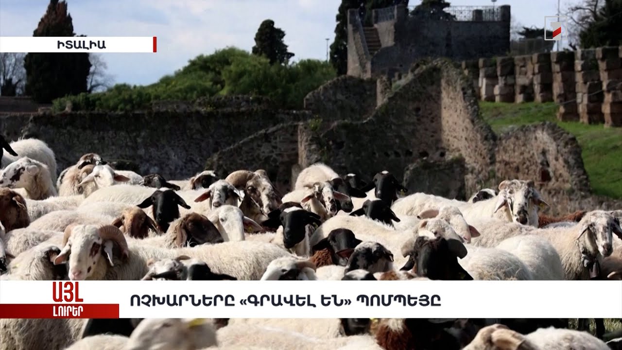 Ոչխարները «գրավել» են Պոմպեյը. «Այլ լուրեր»