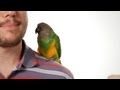 How To Potty Train Your Parrot Parrot Training