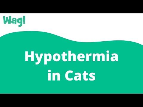 Hypothermia in Cats | Wag!