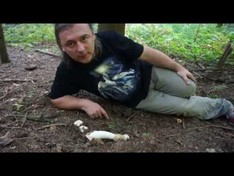 download lagu mp3 mp4 Fallus, download mp3 Fallus free downloadn, video klip Fallus