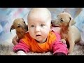 Милые игры малышей с собаками * Søte barna som leker med hundene 