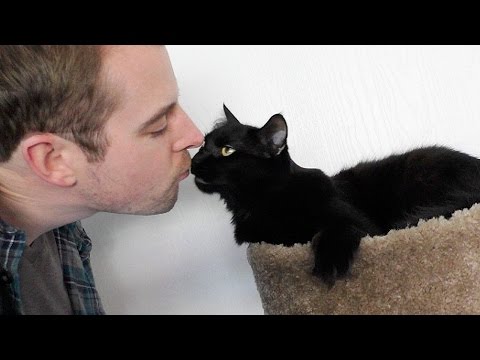 Does YOUR Cat Like Kisses? - YouTube
