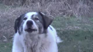 Nana Mouskouri, Our last song together