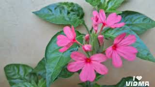 #flowers#yarly#morning#today#daily#vlog