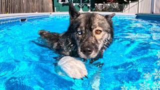 Will The Puppy Jump In the Pool First? 💦 Husky Swimming Pool Party