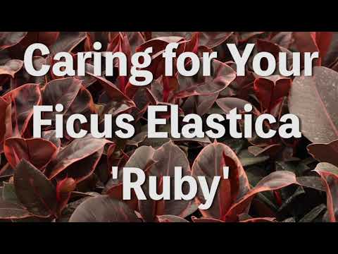 , title : 'How to Grow Ficus Elastica 'Ruby' As An Indoor Houseplant'