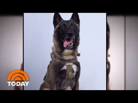 Hero Dog Injured In Al-Baghdadi Raid: Unnamed, But Not Unsung | TODAY