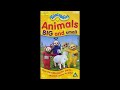 Opening To Teletubbies Animals Big And Small 2001 UK VHS Disney