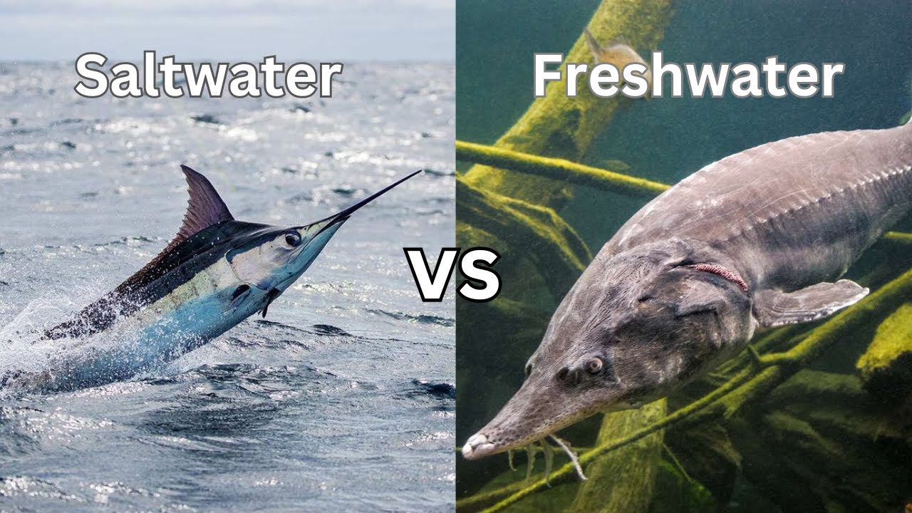 From Oceans to Rivers: Unveiling the Differences Between Saltwater and Freshwater Fish