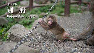 【Trip vlog】大分旅行　別府編　温泉だけが別府じゃない！　たくさんの動物とキティさん達に出会う旅  Panjiro's Photo vlog