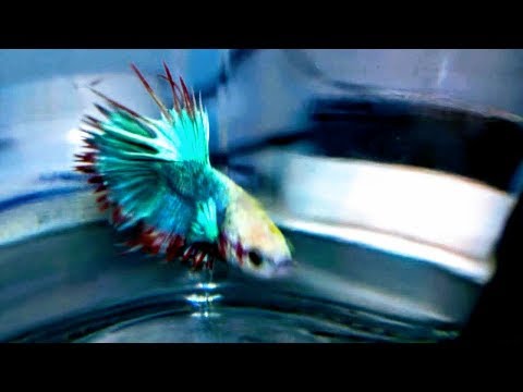 How to grow up big and beautiful Betta Siamese fighting fish in one month 2017