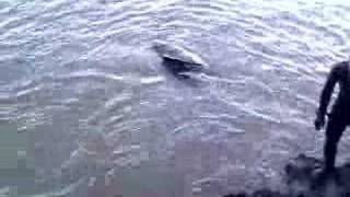 preview picture of video 'Whale at Monkstone Point'