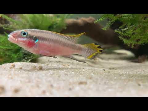 Impressionen: Westafrika Aquarium (Blaue Kongosalmler und Smaragdbuntbarsche)