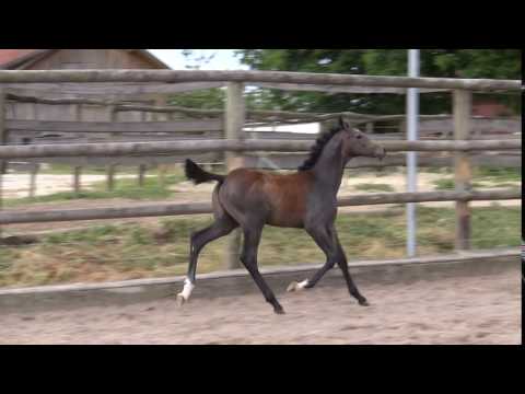 Hengstfohlen von Diamant de Semilly, geb. 2015