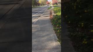 Afternoon walk @ Chilliwack, BC 🇨🇦