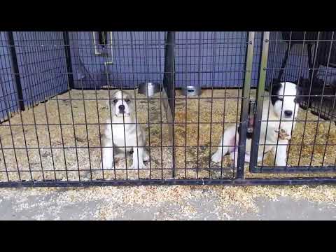 Two alabai females for saleDOB 01 29 2017