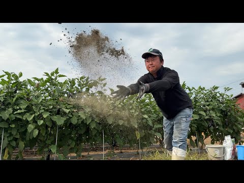 化成肥料だけじゃ野菜は育ちません！連作障害が減る肥料効果アップ有機物の分解促進も出来る畑の土作り「野菜作りは健全な根から」25/8/6