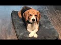 When Dogs Don't Want To Be Dogs Anymore 🤣 Funniest Animal Videos