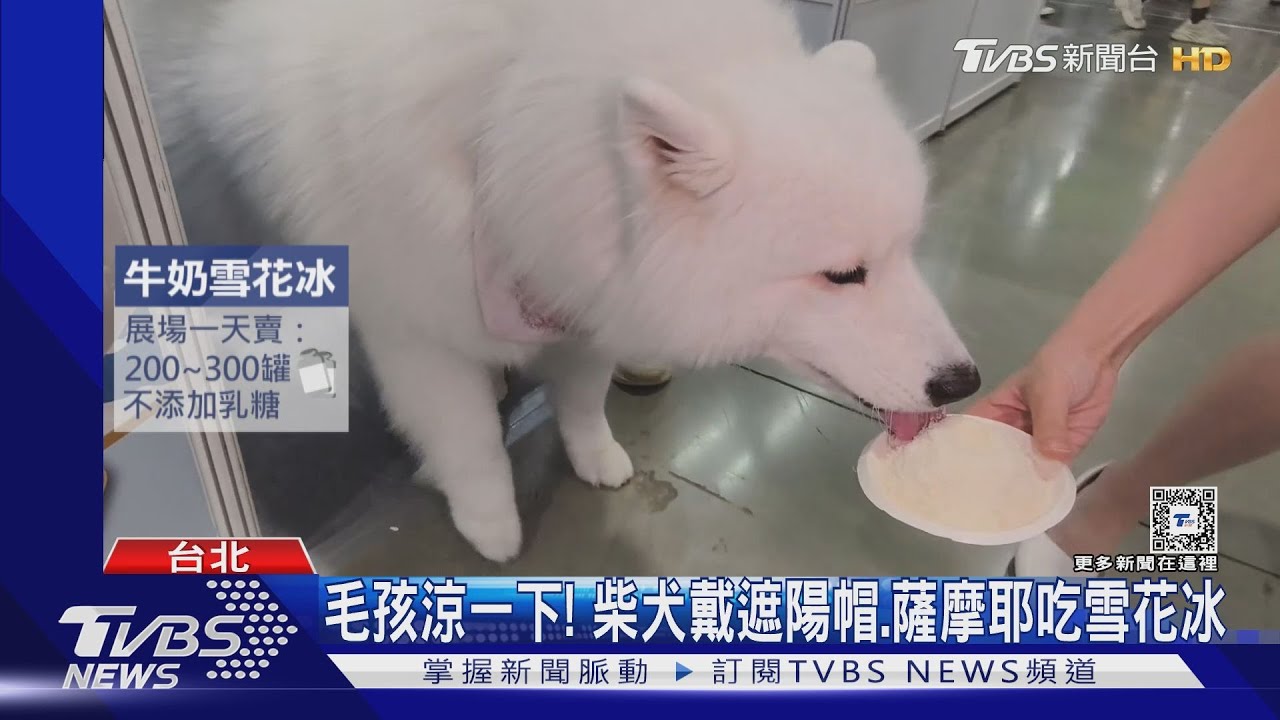 毛孩涼一下！　柴犬戴遮陽帽、薩摩耶吃雪花冰