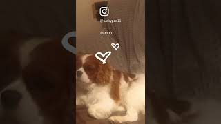 。。。仲間。。。🐕❤ - Friends... #いぬのいる暮らし #かわいい犬 #cutedogs #funnydogvideos