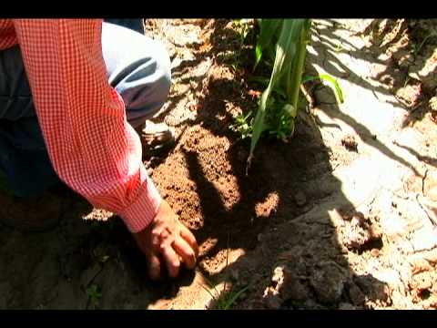 Maize: irrigating well
