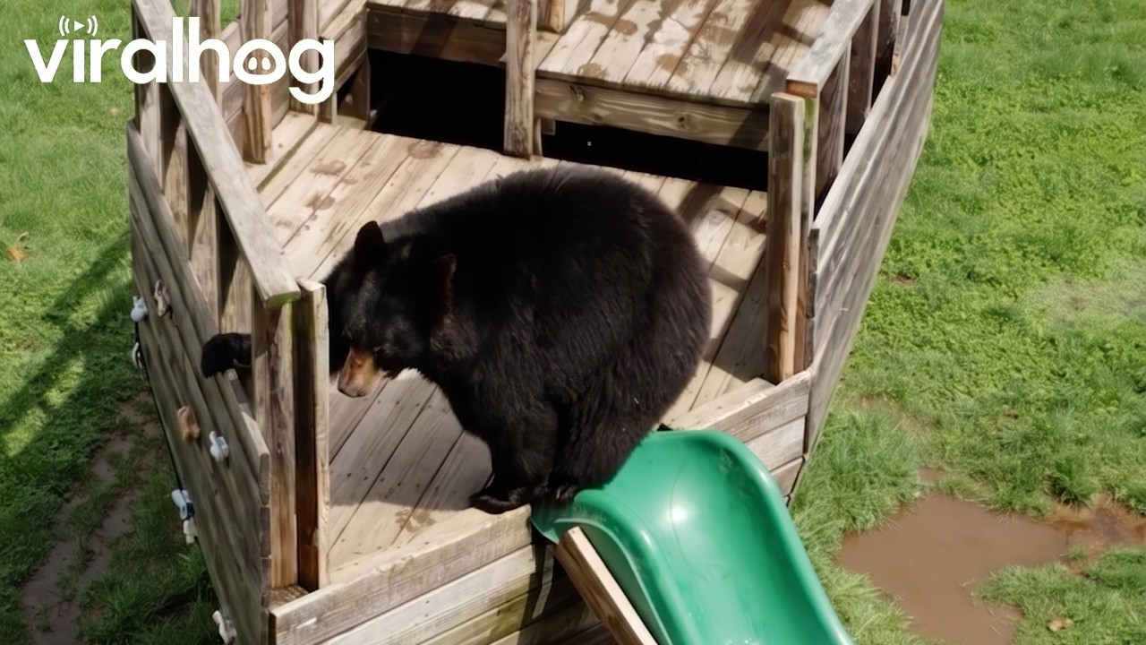 Bear Goes Down the Slide || ViralHog