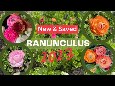 Ranunculus Varieties 🌺 (NEW & SAVED!!) for 2023 Overwintered and Spring Planted Zone 6 Garden