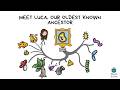 Meet Luca, Our Oldest Known Ancestor
