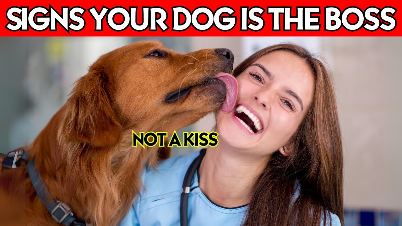 10 Crazy Signs Your Dog Thinks They’re the Boss