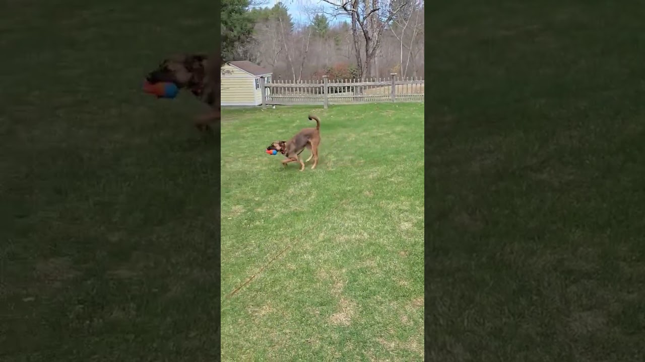 Scooby, a Adoptable mixed breed in Milford, NH video 1/6
