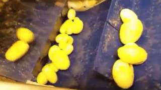 Lyco Peelers - Abrasive Peeling Potatoes