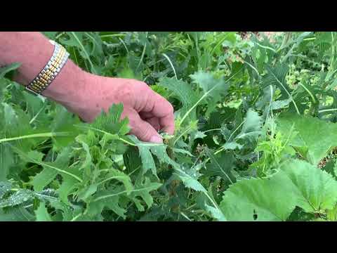 This Week in the Garden - Weed Identification