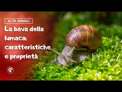 La bava della lumaca: caratteristiche e proprietà | Amoreaquattrozampe.it