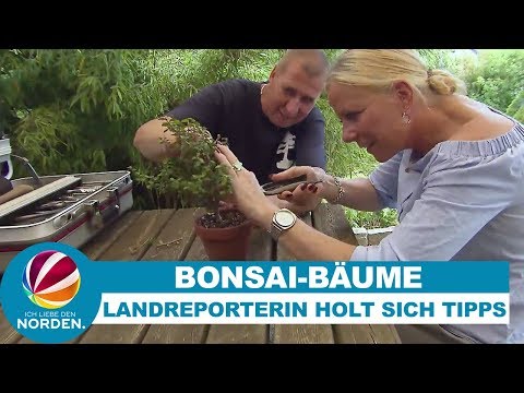 Bonsai-Baum richtig pflegen: Die Landreporterin holt sich Tipps beim Experten