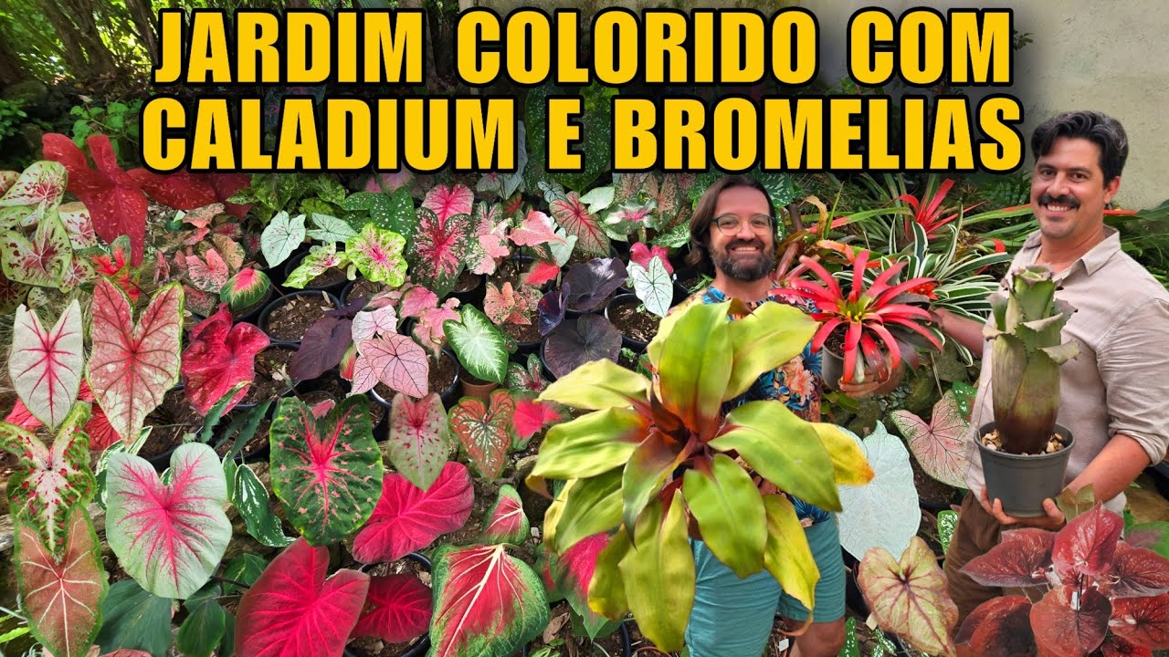 JARDIM MAGNÍFICO com CORES VIBRANTES - CALADIUM , BROMELIAS e PLANTAS espetaculares