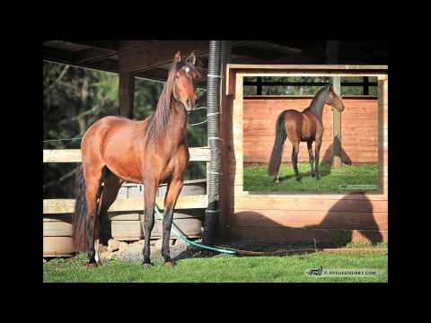 SOLD: "Danzador" 2009 PRE Pure Spanish bright bay Andalusian Gelding