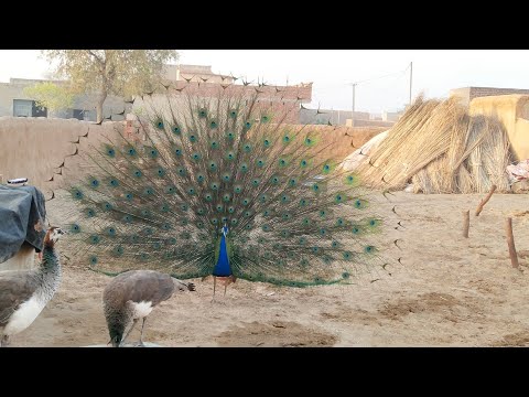 peacock dance at dairy farm 🦃🦃🦃