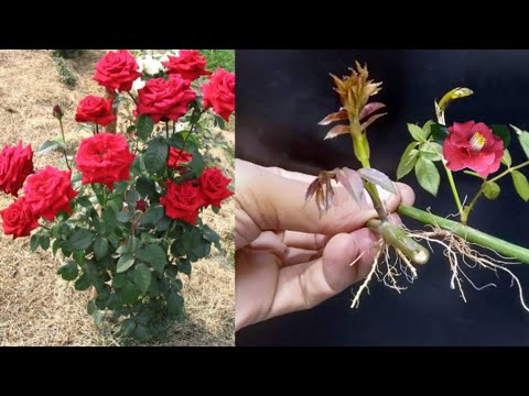 Rose 🌹 roots germination horizontally/propagation Red Rose plant