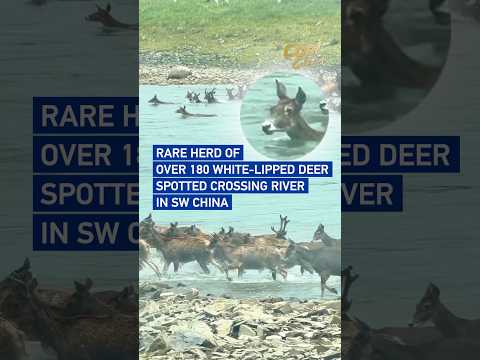Rare herd of over 180 white-lipped deer spotted crossing river in SW China #CoolChina