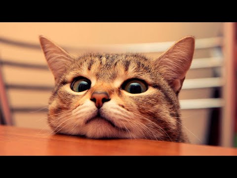 Cutest Cats of Instagram 😽😽 | Adorable Cat Compilation 2021 | Best Instagram Cat Reels! #5