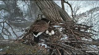 Decorah Goose Cam: Mama Goose Lays Egg Number Four! Explore.org 3-15-2026